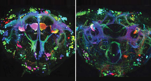 brainbow mušky octomilky