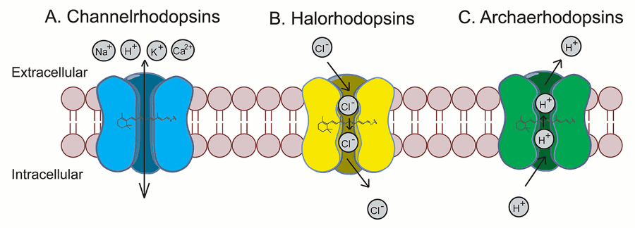 Optogenetické molekulární sensory
