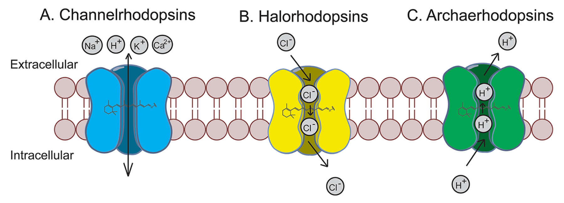 Optogenetické molekulární sensory