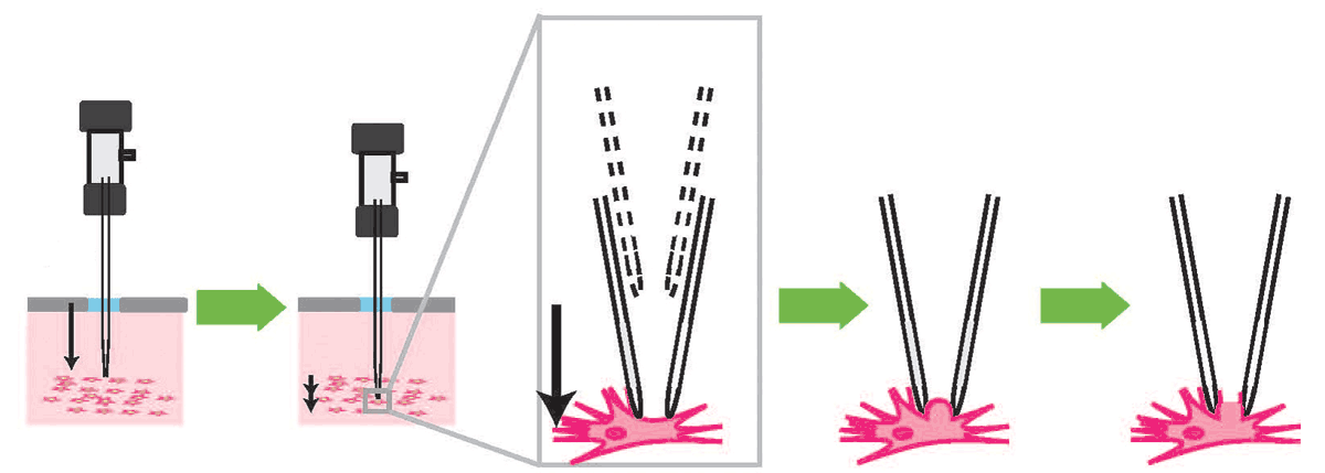 patch clamp technika